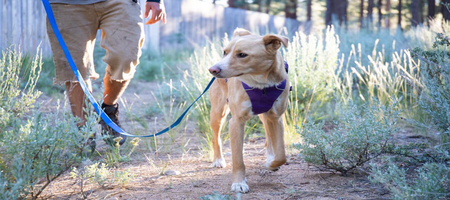 Top 10 Dog Leashes for Walking and Running: Find the Perfect Fit for Your Active Lifestyle
